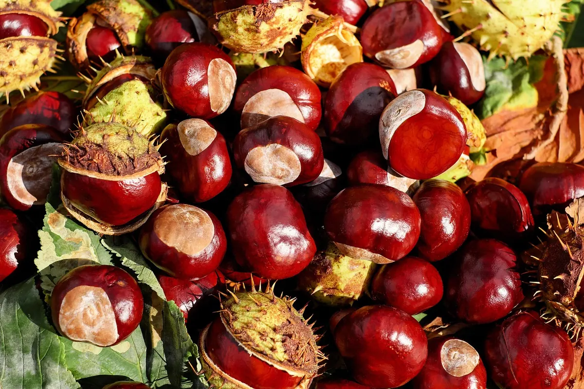 10 Common Conker Mistakes and How to Avoid Them
