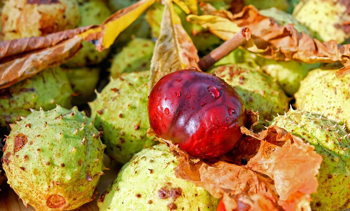 Are Conkers Poisonous? Safety Facts for Families and Pets