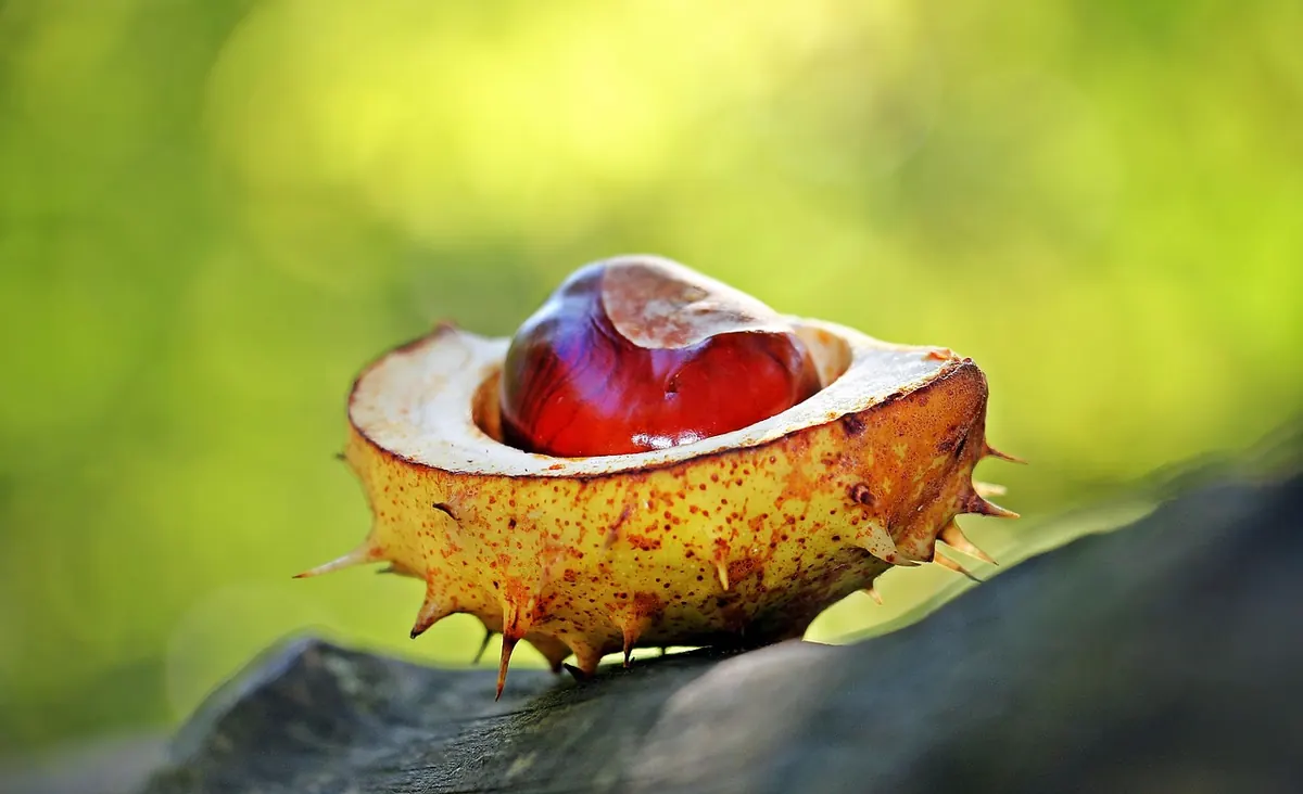 How to Prepare Conkers for Playing: Drilling, Threading and Hardening