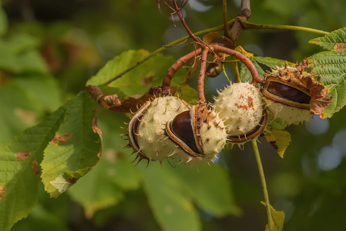 The Conker Season Checklist: Foraging, Drying and Storing Your Harvest