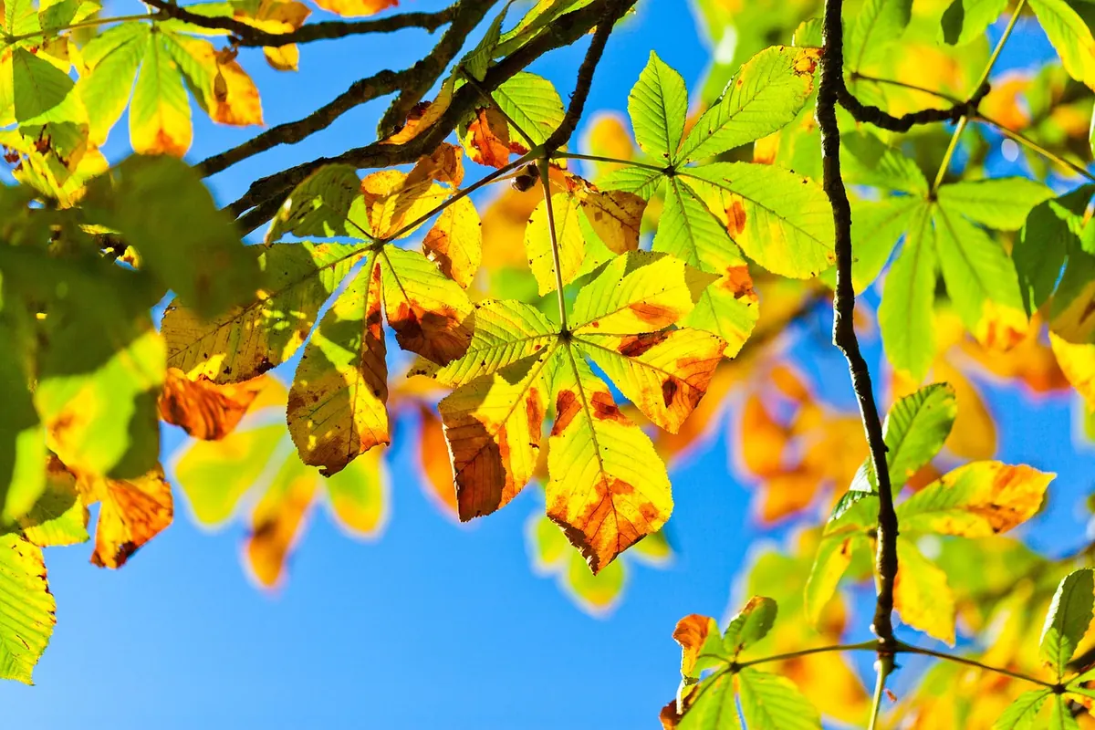 The History of Conkers: How a Horse Chestnut Became a Schoolyard Legend